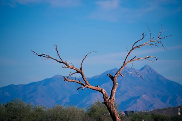 tucson