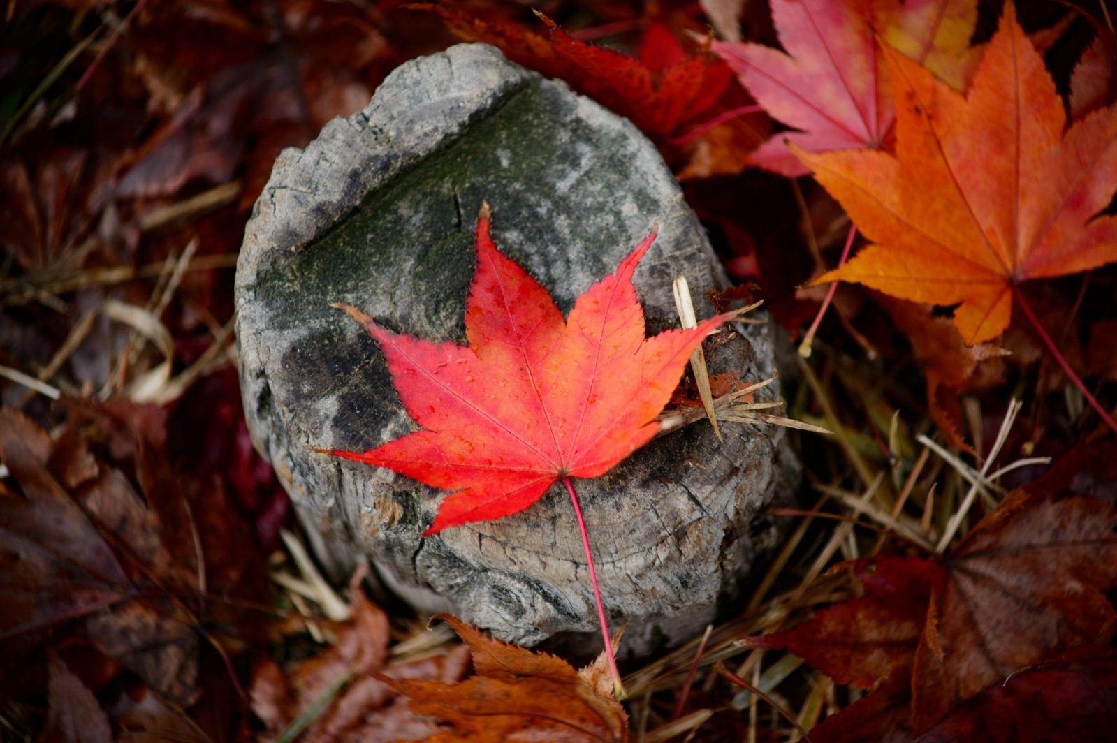 Осенние листья. Марбушка под листвой. Клен и камень. Fallen leaves Kaya.